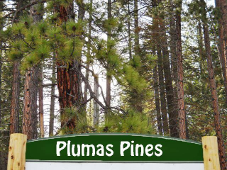 plumas-pines